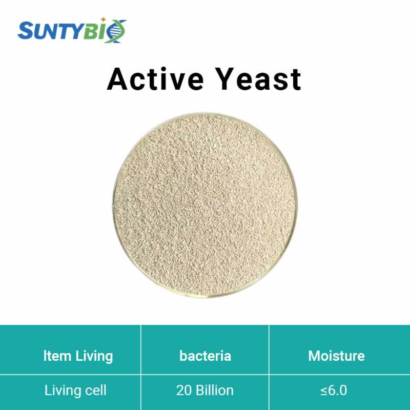 Levadura activa (Saccharomyces cerevisiae)